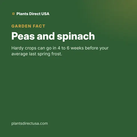 Peas and spinach
